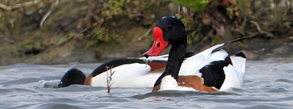 Husice lisčí Foto: Martin Jurečka MOS Přerov