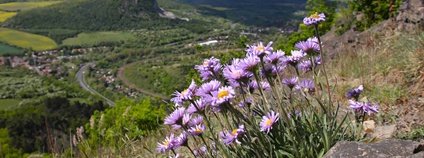 Hvězdnice alpská Foto: Ondřej Nitsch AOPK ČR