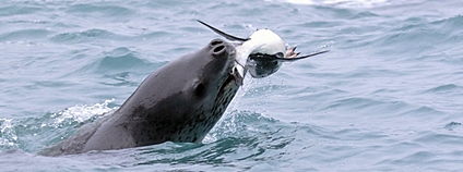Tuleň leopardí loví tučňáka Foto: Fotos TVN Flickr