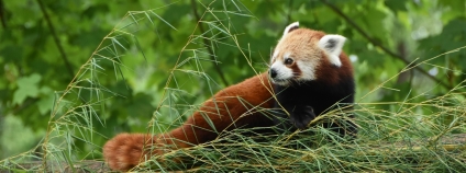 Panda červená (Ailurus fulgens) je hezkým příkladem druhu, u kterého zvířata chovaná v zoo pomohla svým kolegům v přírodě. Pro jejich ochranu je nutný výzkum sociálního života, velikosti domovských okrsků, atd. K tomuto výzkumu je potřeba jedince v přírodě uspat a dát jim vysílačky. To se s úspěchem ověřovalo právě na zvířatech ze zoo a vysílačky se následně upravovaly tak, aby byly pro pandy v přírodě vhodnější.