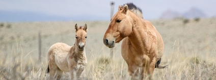V Mongolsku se rodí jedno hříbě koní Převalského za druhým. Na snímku je se svým letošním hříbětem klisna Spina, kterou jsme do Gobi B přepravili v červnu 2019. 