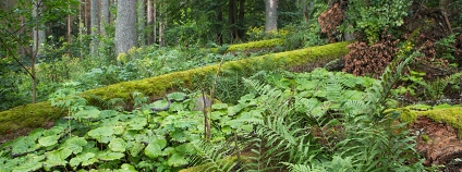 Smíšený les z Radvanovického hřbetu u Českých Žlebů