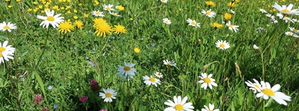 Rozkvetlá louka Foto: T. Chýlová Botanický ústav AV ČR