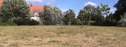 Suchý trávník v létě Foto: Zdeňka Kováříková Suchý trávník v létě Foto: Zdeňka Kováříková