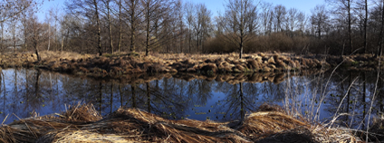 slepé rameno řeky Foto: Zdeňka Kováříková Ekolist.cz