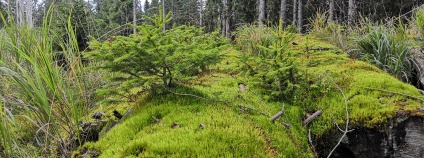 Mrtvé dřevo podporuje obnovu lesa. 