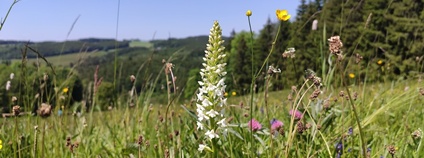 Místo pro přírodu - Sjezdovka Foto: Jan Tolg ČSOP