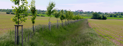 Zasakovací mez mezi kukuřičnými poli u Dolan ve Středních Čechách.