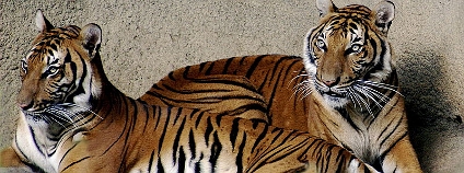 Tygr indočínský na ilustračním snímku. Foto: Kabir Bakie / Wikimedia Commons