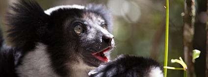 Lemur indri indri Foto: Michael Sale Flickr