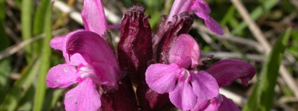 Foto: Jihočeská univerzita v Českých Budějovicích