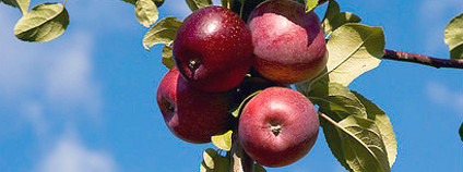 Jablka na větvi Foto: Ben McLeod Flickr