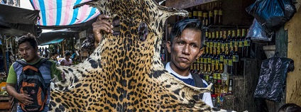 foto: Steve Winter / National Geographic foto: Steve Winter / National Geographic