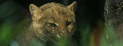 Ostravská zoo má novou samici jaguarundi Foto: P. Vlček Zoo Ostrava