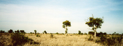 Horký jihoafrický den Foto: Chris Eason Flickr