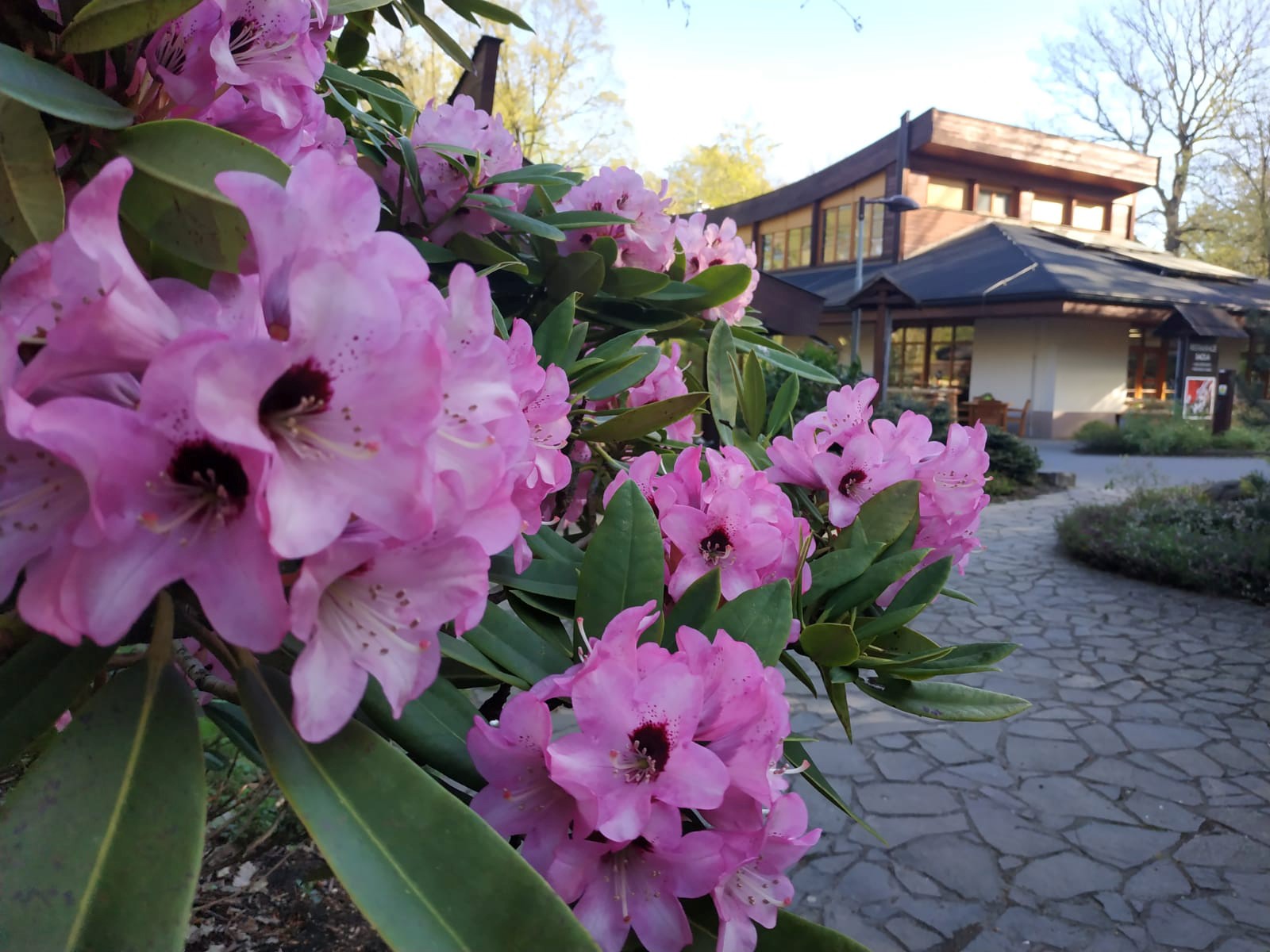 V Zoo Ostrava začíná o měsíc dříve rozkvétat největší kolekce rododendronů