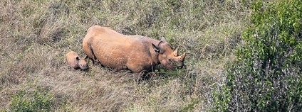 Jasiri s novým mládětem. Foto: Drew Bantlin NP Akagera