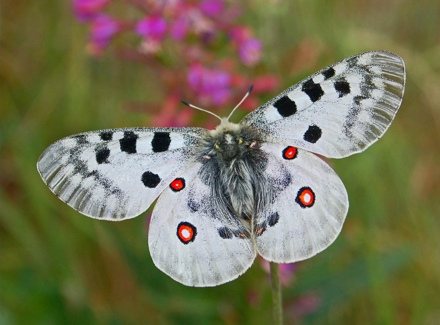 Ochranáři z hradeckého kraje spustili mezinárodní akci na záchranu motýla