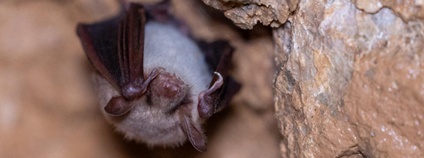 Netopýr zimující v Javoříčských jeskyních.