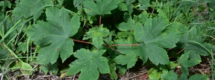 Foto:  Jan Řezáč / VÚLHM