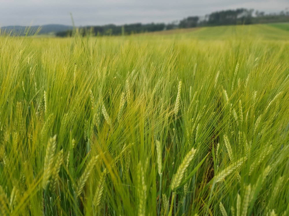 Vědci se snaží vymyslet alternativní způsoby pěstování sladovnického ječmene