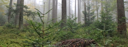 Smíšený les s jedlí bělokorou. Foto: VS Opočno / VÚLHM