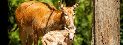 Jeleni milu Foto: M. Vlčková Zoo Ostrava