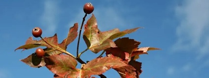 Jeřáb břek na podzim. Foto: VÚLHM