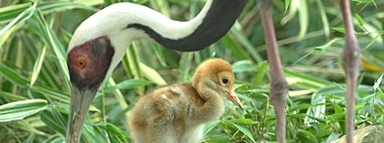 Foto: E. Gombala Zoo Ostrava