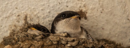 foto: Ludmila Korešová birdlife.cz foto: Ludmila Korešová birdlife.cz
