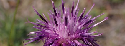 Sinokvět chrpovitý (Jurinea cyanoides) Foto: Krzysztof Ziarnek, Kenraiz Wikimedia Commons