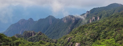 Les v jihovýchodní Číně. Foto: Nela Altmanová Botanický ústav AV ČR