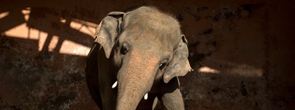 Slon Kaavan Foto: FOUR PAWS International / Facebook Slon Kaavan Foto: FOUR PAWS International / Facebook