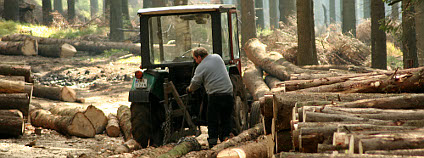 Kácení dřeva. Foto: Przykuta / Wikimedia Commons