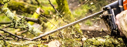 pokácený ovocný strom Foto: Jaromir Urbanek Shutterstock