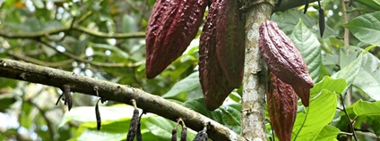Kakaovník Foto: Linda De Volder Flickr
