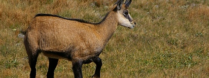 foto: Boskar / Wikimedia Commons foto: Boskar / Wikimedia Commons