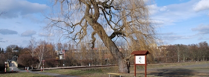 Tuhnická vrba v Karlových Varech před rozlomením. Foto: Zorka Sojka Wikimedia Commons Tuhnická vrba v Karlových Varech před rozlomením. Foto: Zorka Sojka Wikimedia Commons