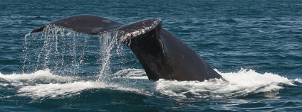 Keporkak Foto: Mike Baird Flickr