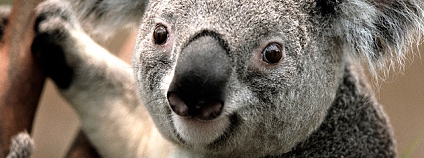 koala Foto: albagloria5 Flickr