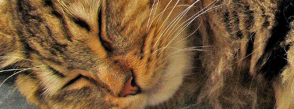 Kočka Foto: torbakhopper Flickr.com