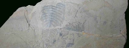 Fosilie (Kodymirus vagans). Budil, P. a Fatka, O. (2008): Bohemian and Moravian trilobites. Soubor pohlednic. Česká geologická služba, Praha.