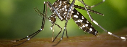 Komár tygrovaný Foto: James Gathany / CDC Wikimedia Commons