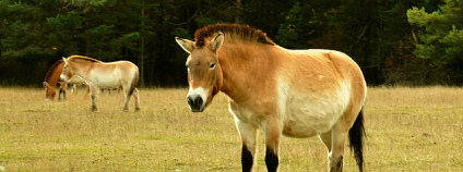 Koně Převalského. Foto: Jacobo Martin Flickr