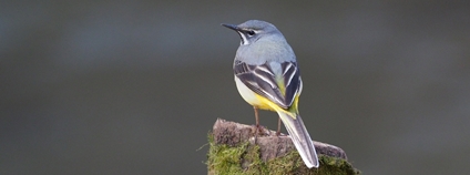 Konipas horský Foto: Ľubomír Ondráško Česká společnost ornitologická