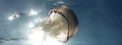 Medúza kořenoústka plicnatá Foto: Andrea Bonifazi Flickr