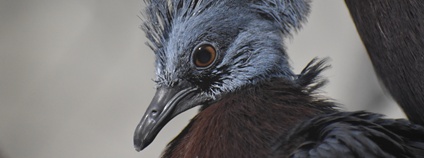 Korunáč Sclaterův Foto: Lukáš Kadela Zoo Brno