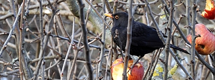 Kos černý v zimě Foto: Petr Přehnil ČSO