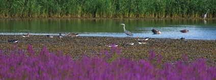 Rozsáhlý rozliv Ptačí pole navazující na mokřady a rákosiny u říčky Kyjovky. Foto: Ondřej Ryška