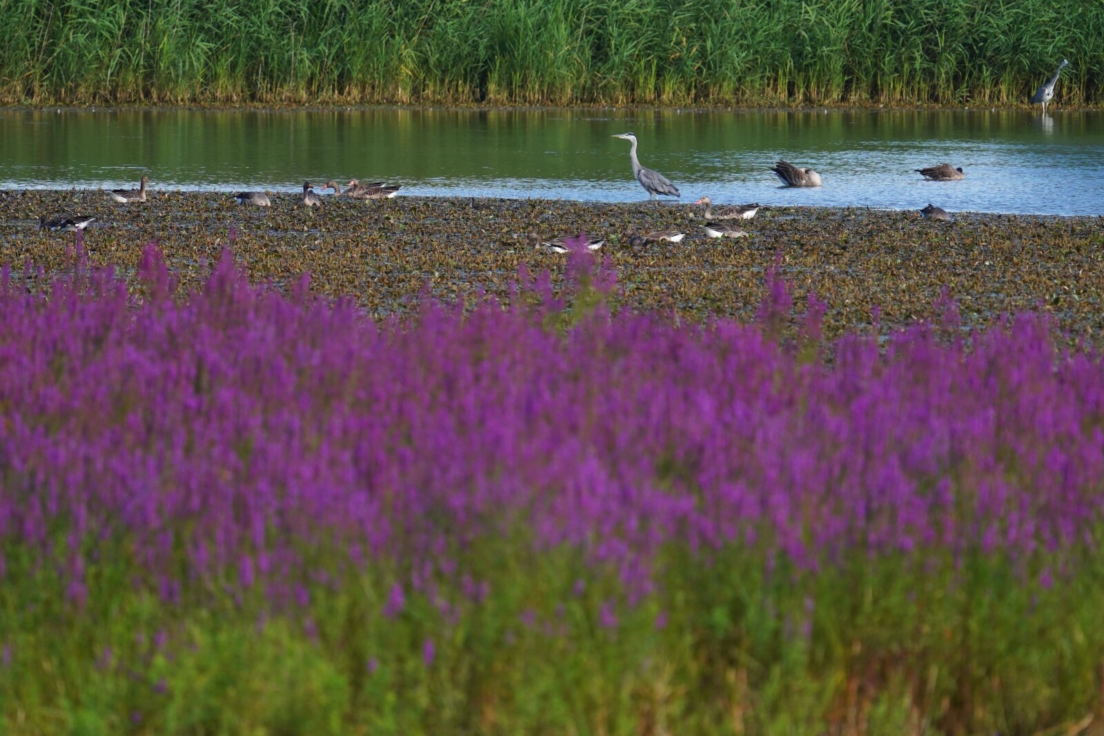 Pastva skotu přinesla ptačímu parku u Dubňan pestrost, těší ornitology